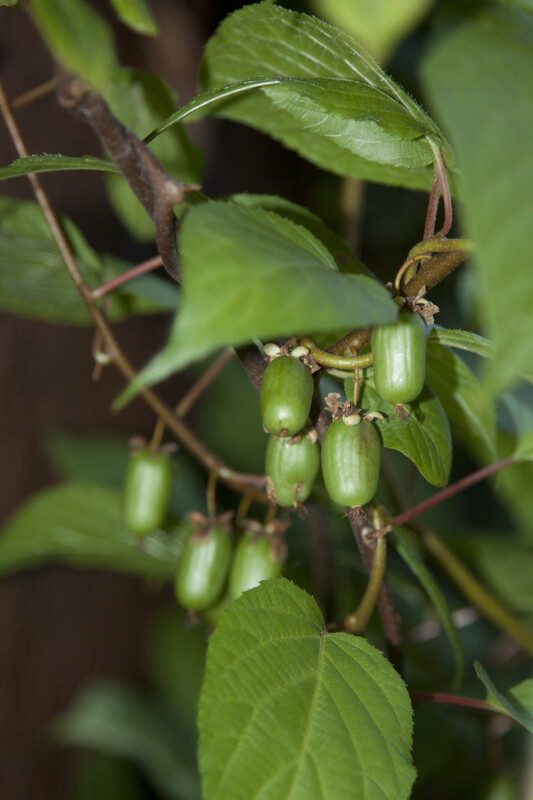 kiwi September Ruby